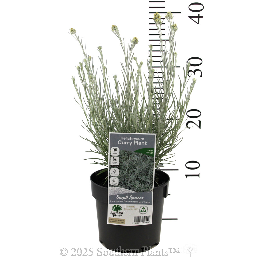 Curry Plant