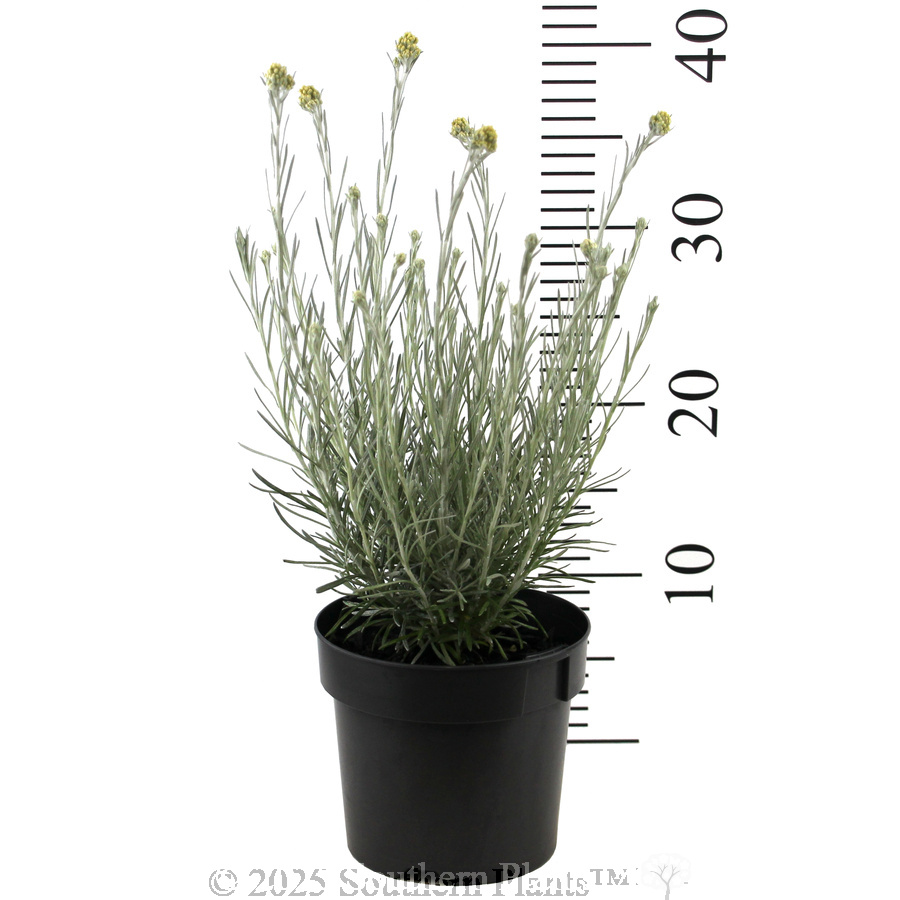 Curry Plant - Reference photo