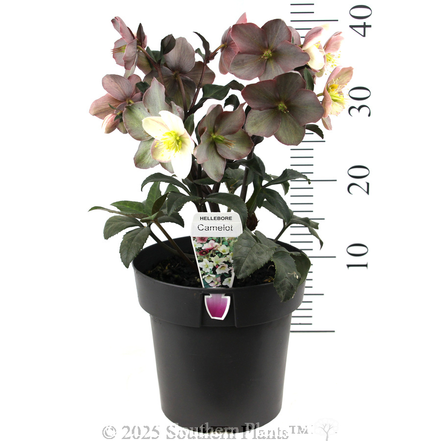 Camelot Winter Rose - Product photo