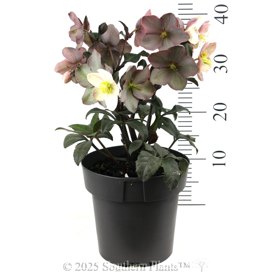 Camelot Winter Rose - Reference photo