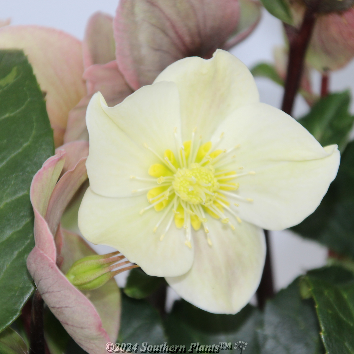 Helleborus Cinnamon Snow
