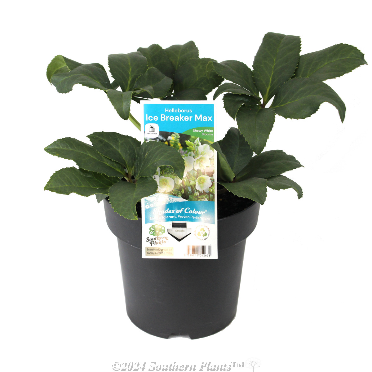 Helleborus Ice Breaker Max - Plant photo