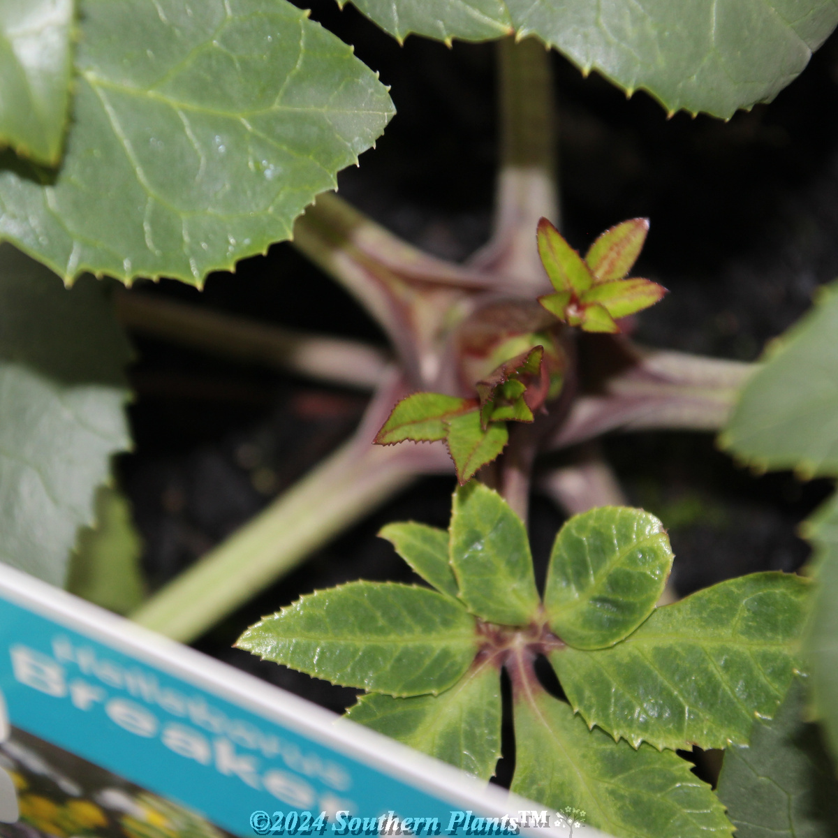 Helleborus Ice Breaker Max