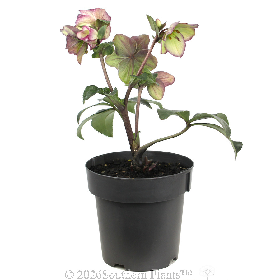 Picotee Winter Rose - Alternate photo