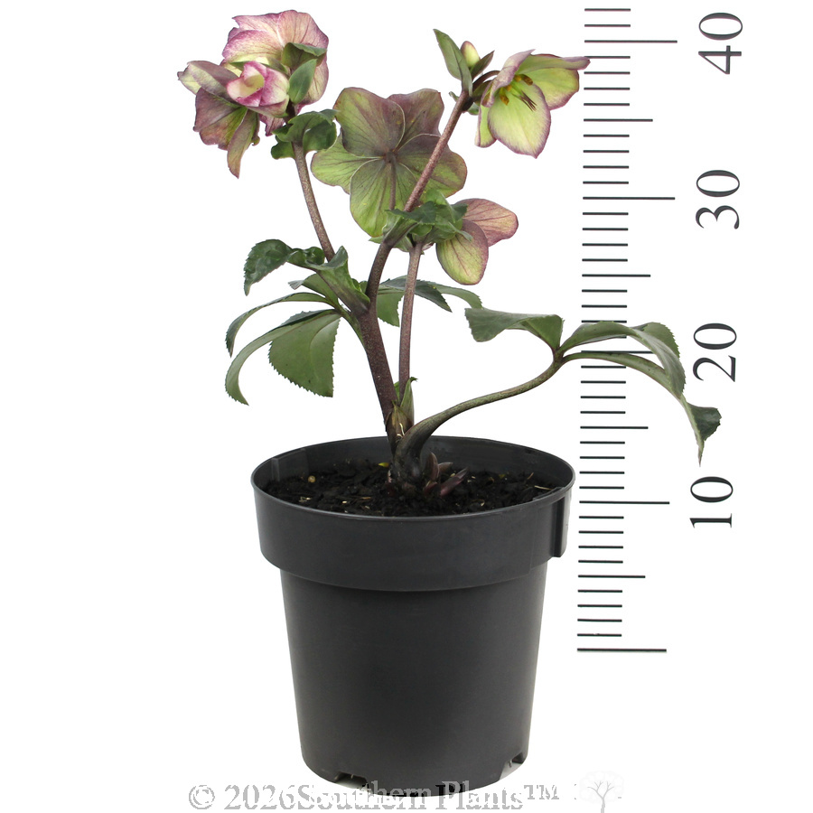Picotee Winter Rose - Reference photo