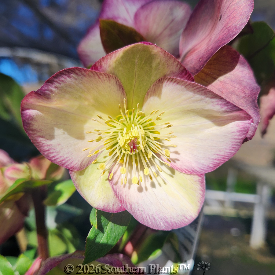 Picotee Winter Rose
