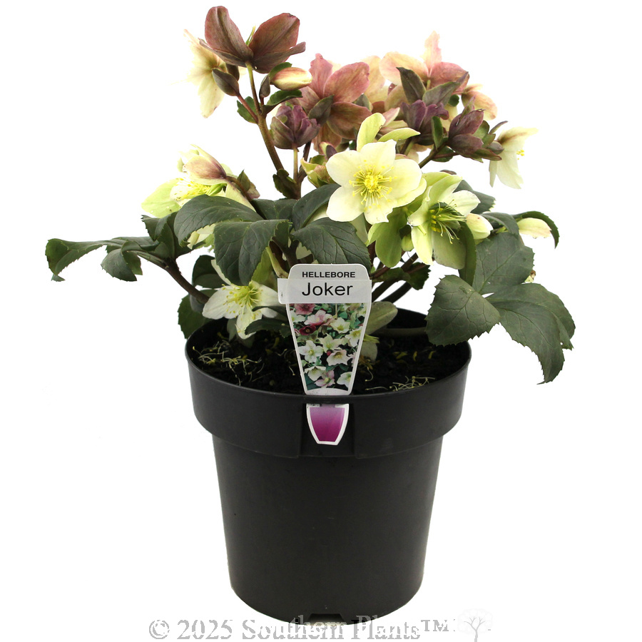 Joker Winter Rose - Plant photo