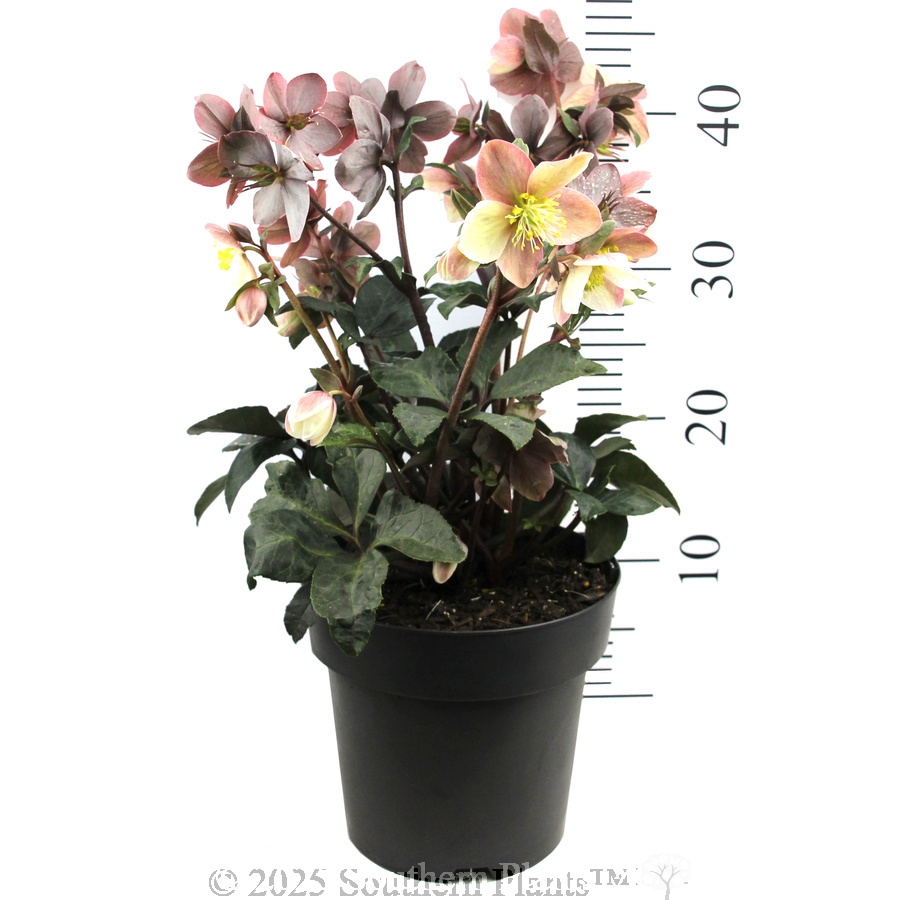 Maestro Winter Rose - Reference photo