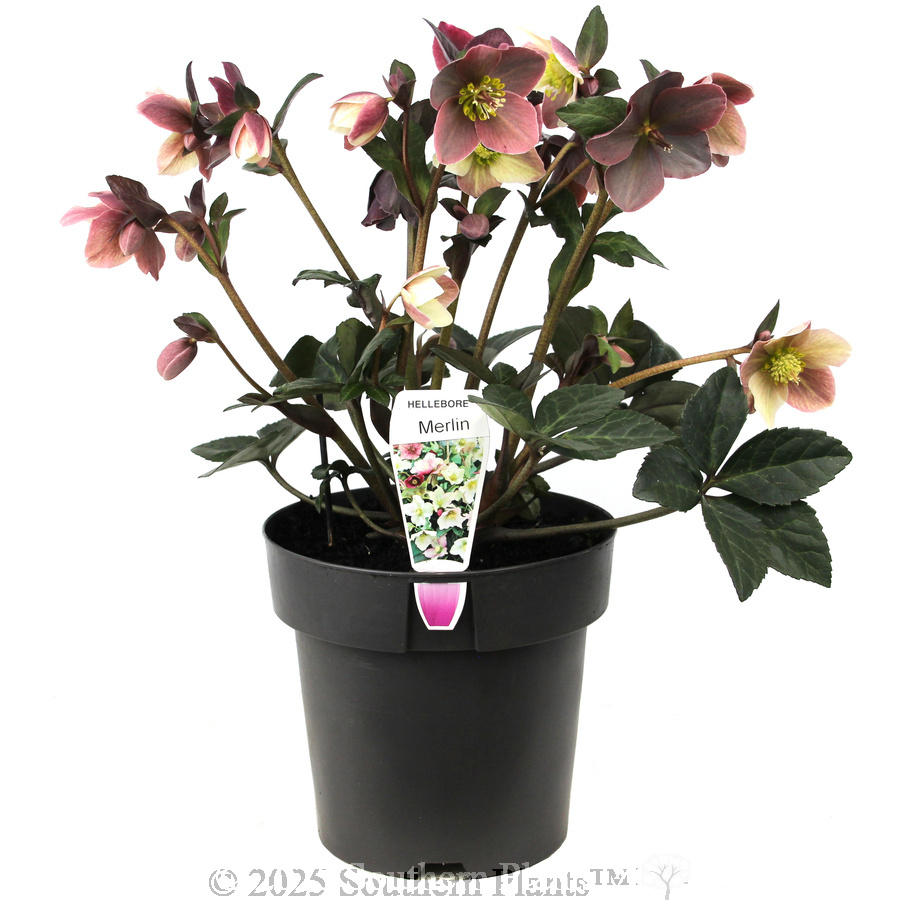 Merlin Winter Rose - Plant photo