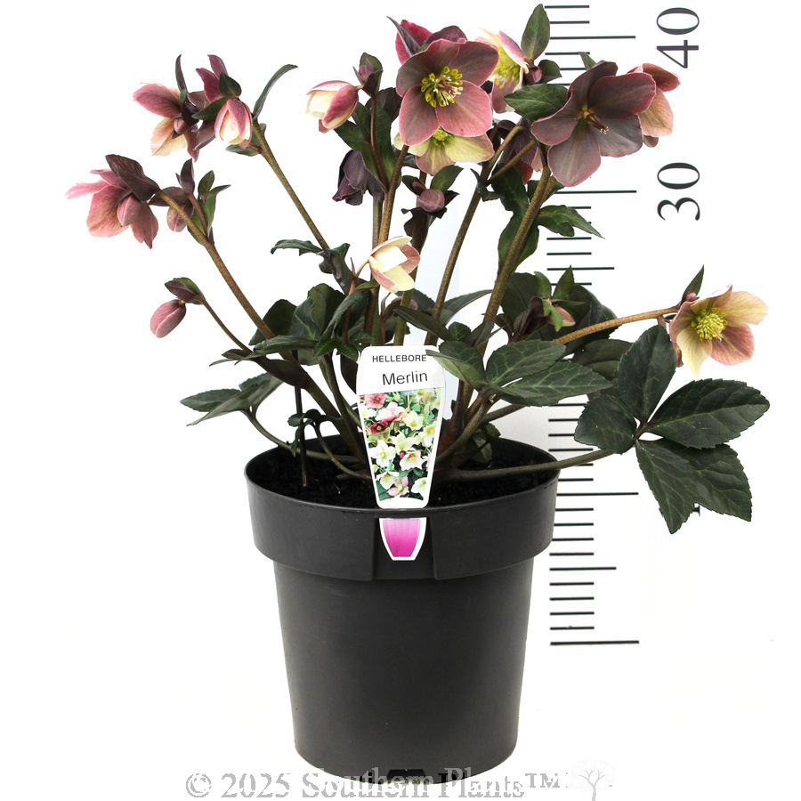 Merlin Winter Rose - Product photo