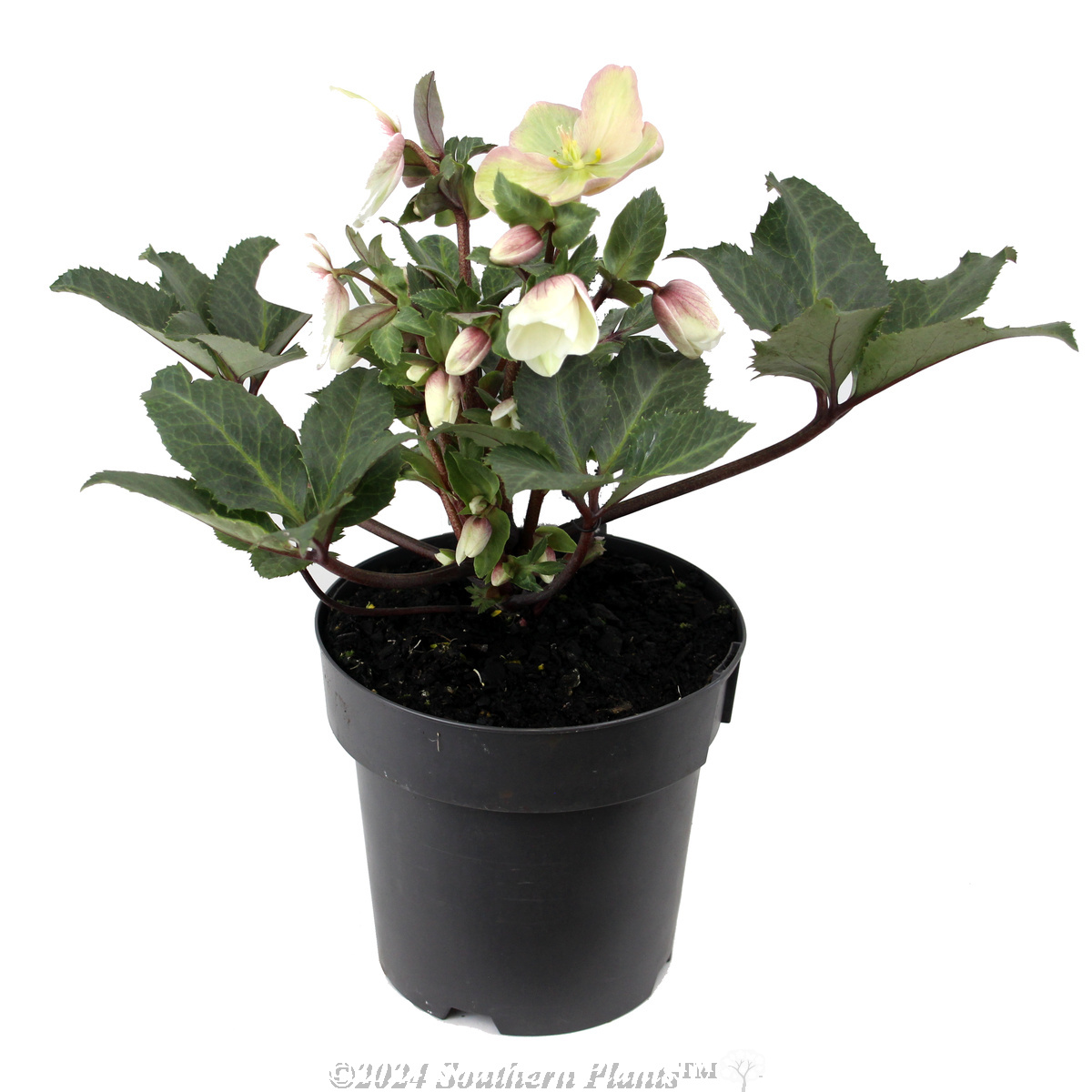 Helleborus Shooting Star - Alternate photo