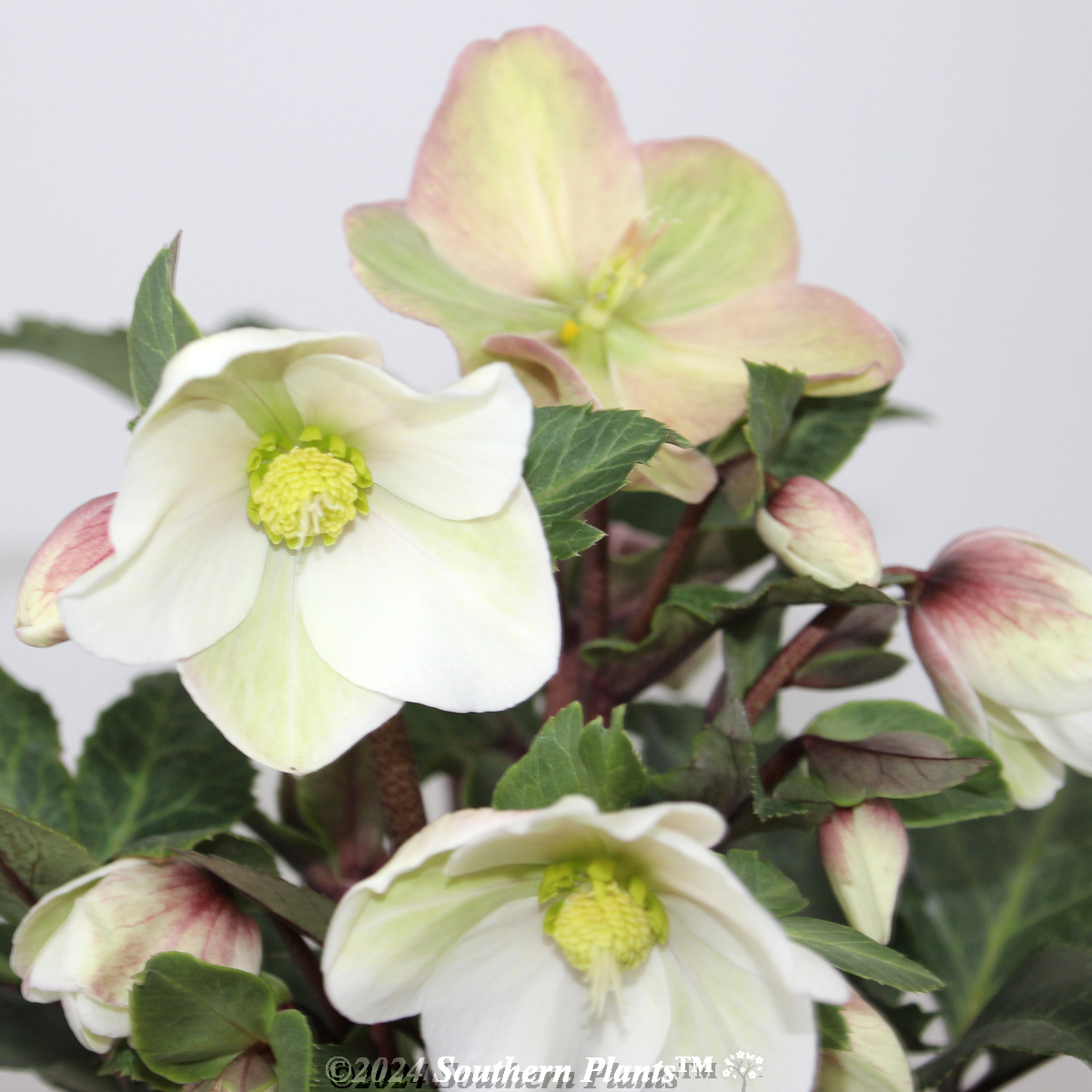 Helleborus Shooting Star - Product photo