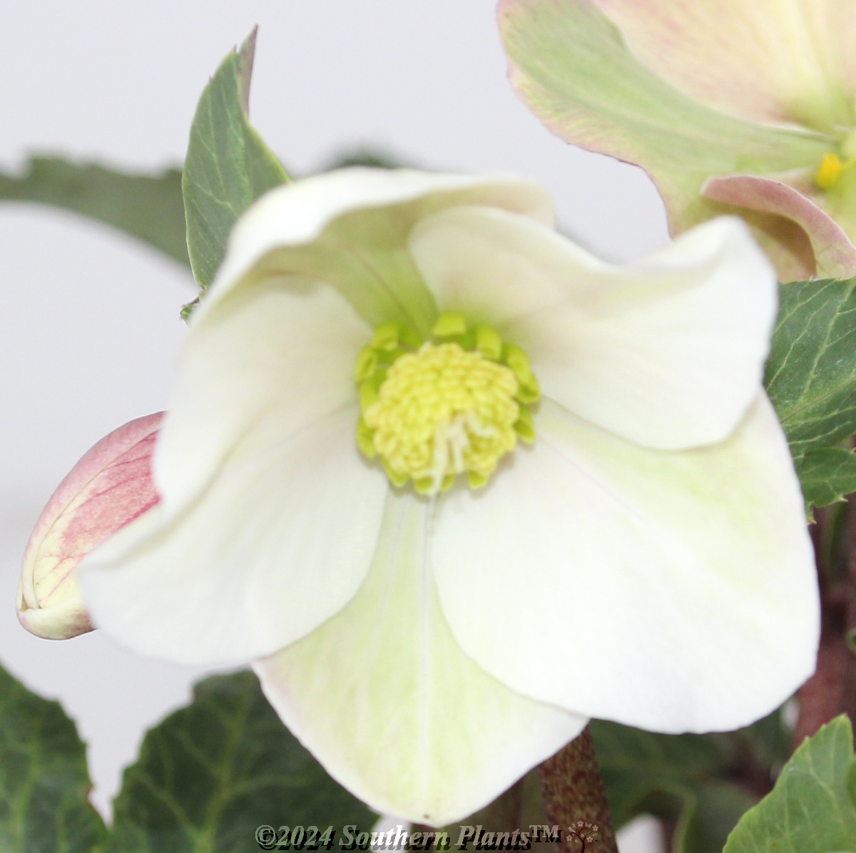 Helleborus Shooting Star - Reference photo