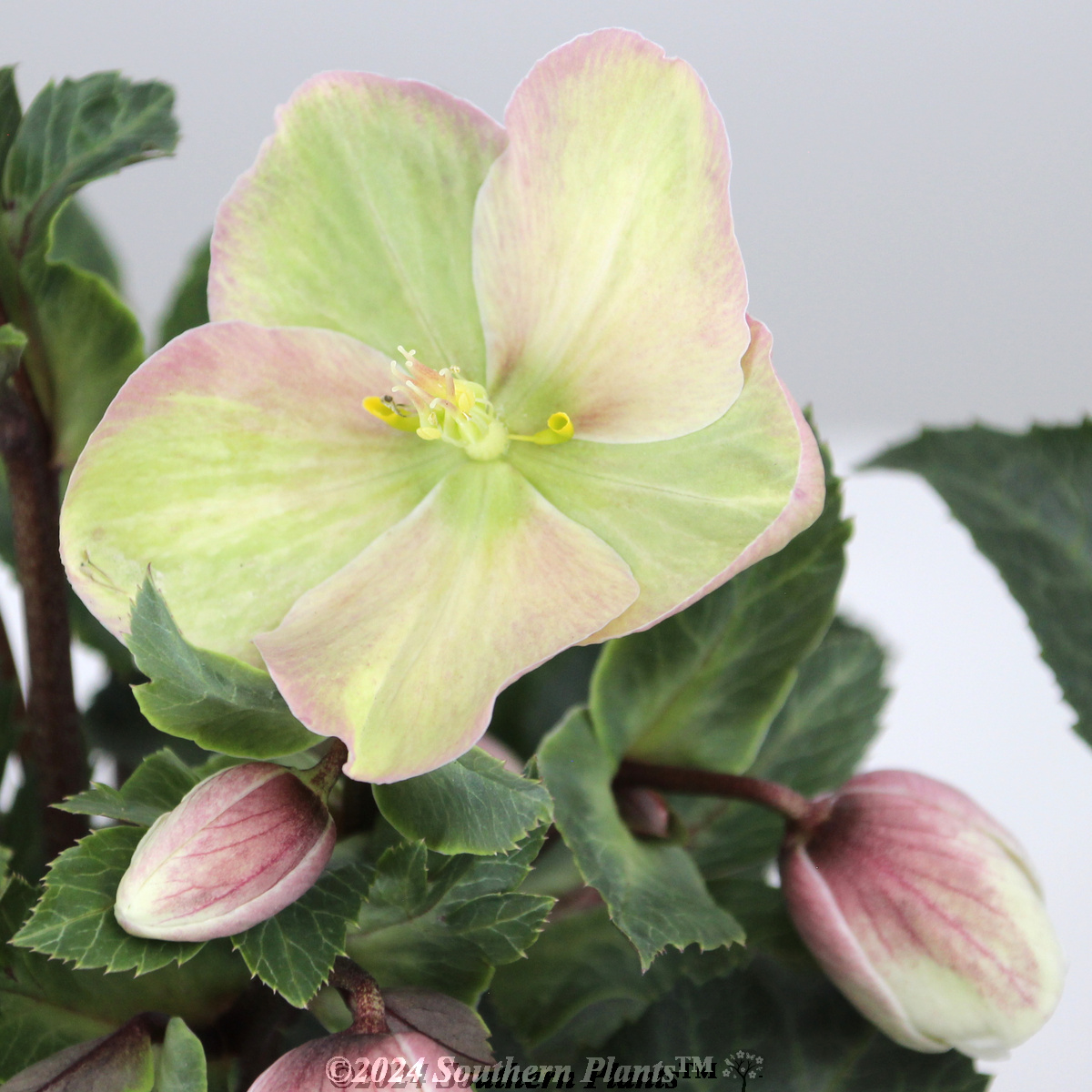 Helleborus Shooting Star