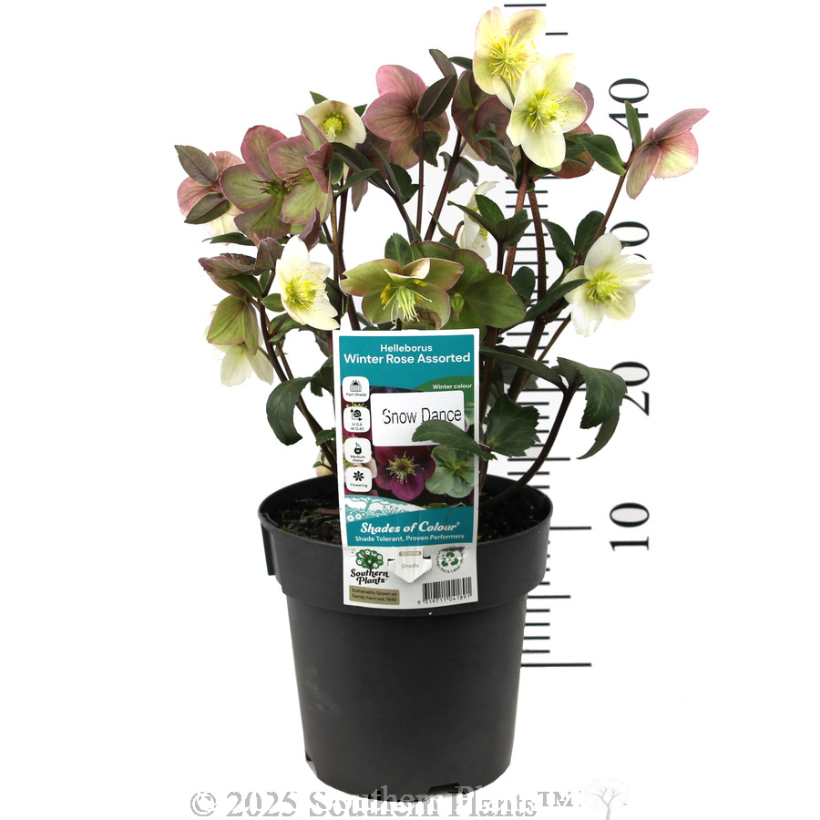 Snow Dance Winter Rose - Product photo