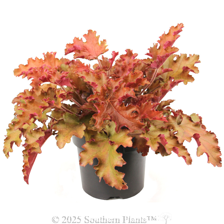 Orange Coral Bells - Alternate photo