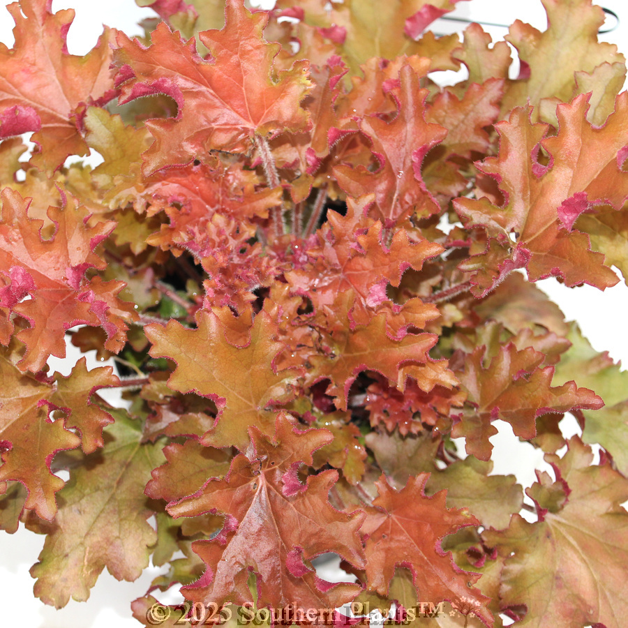 Orange Coral Bells