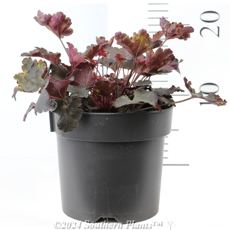 Coral Bells - Reference photo