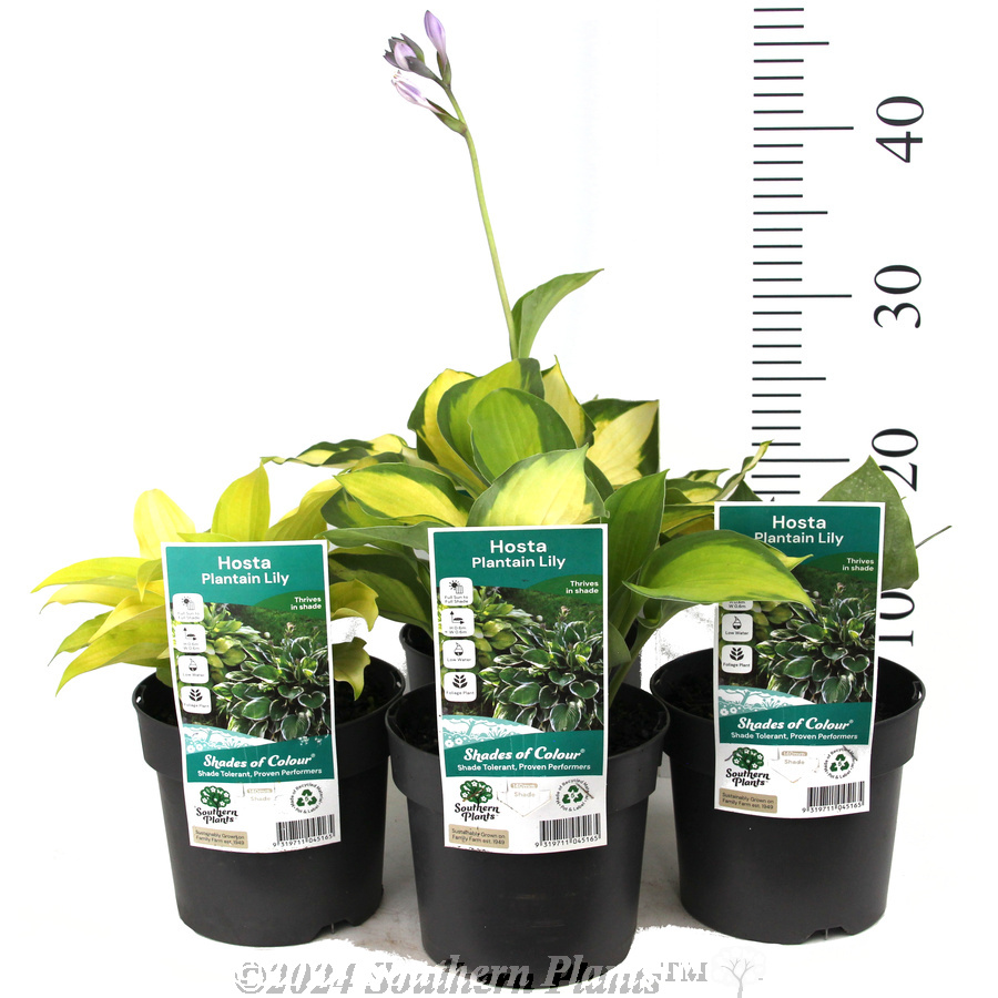 Plantain Lily - Product photo