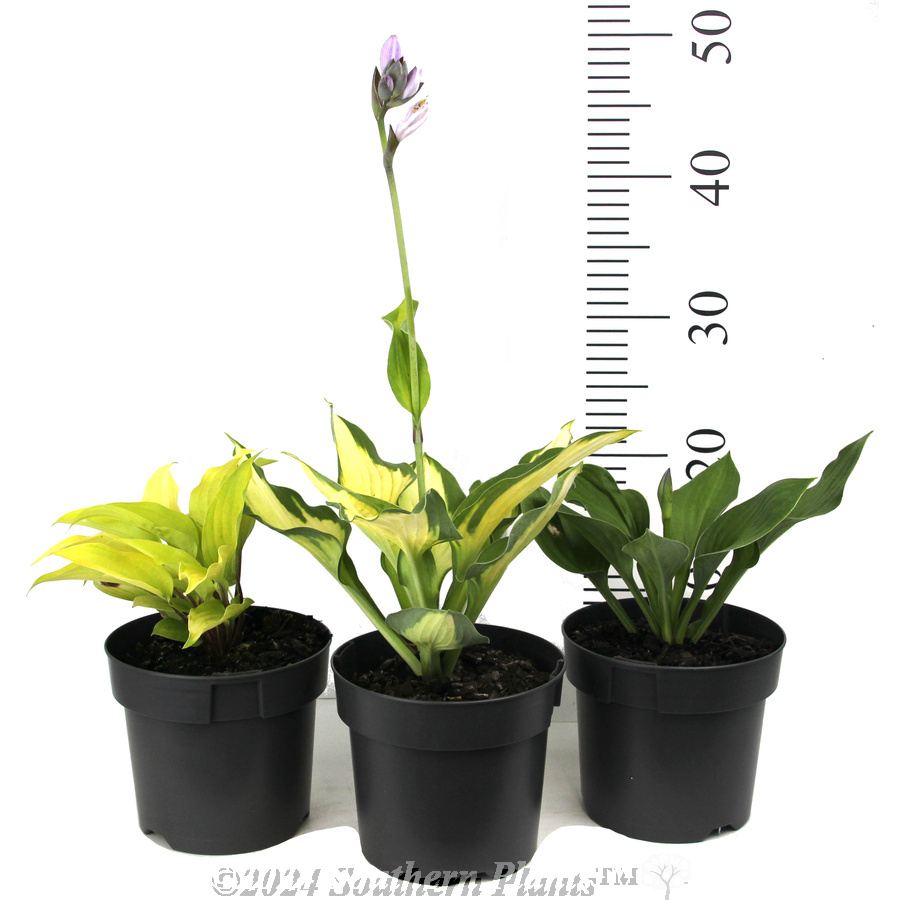 Plantain Lily - Reference photo