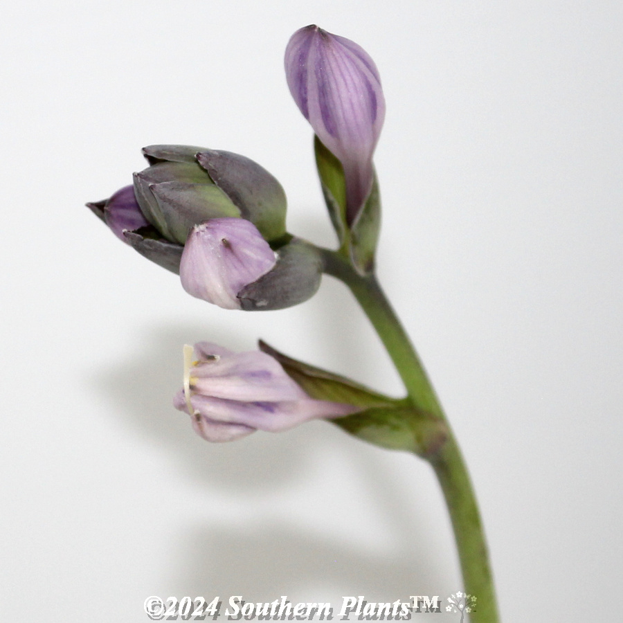 Plantain Lily
