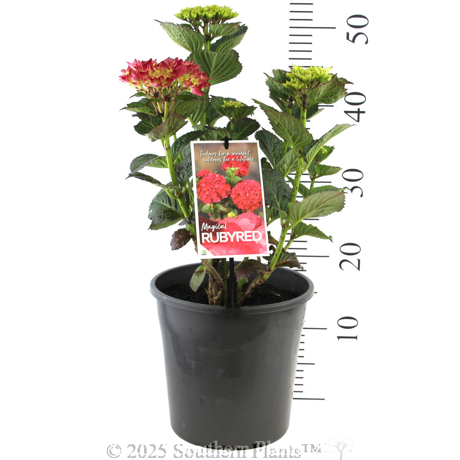 Magical Rubyred - Product photo