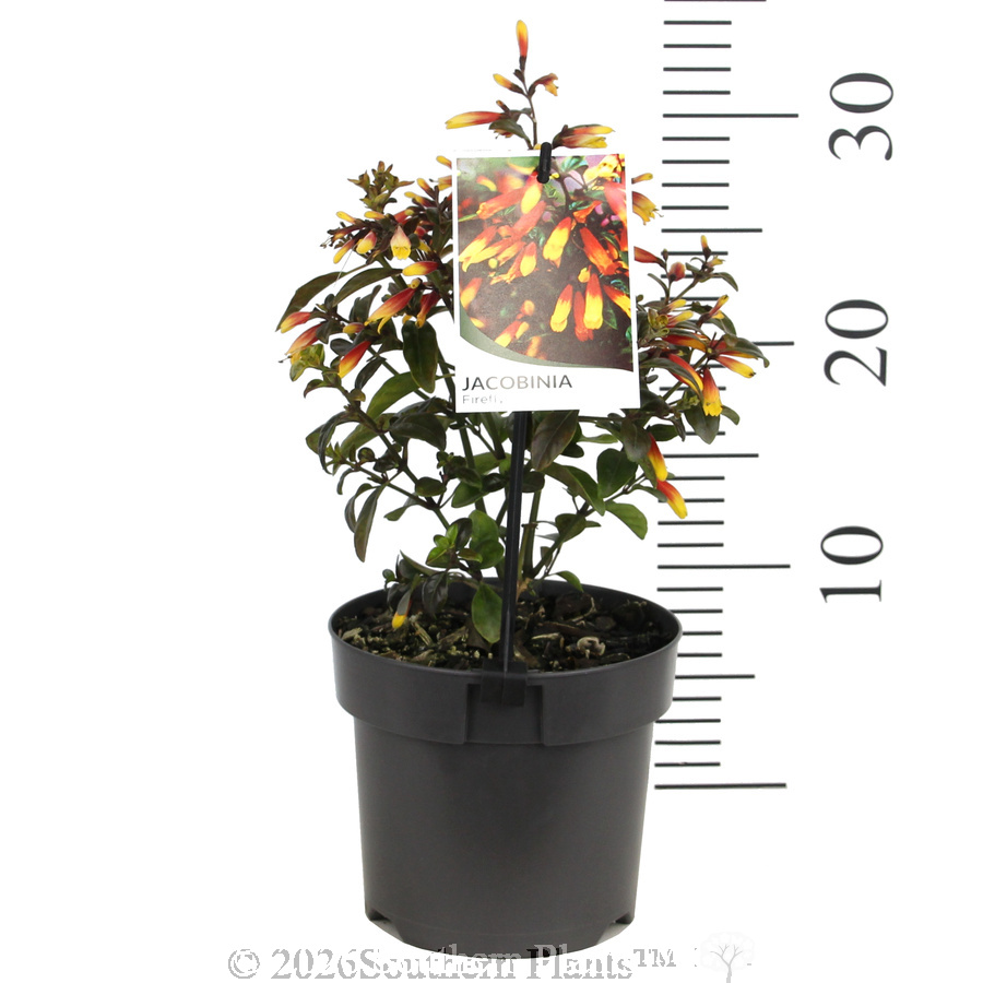 Firefly Jacobinia - Pack