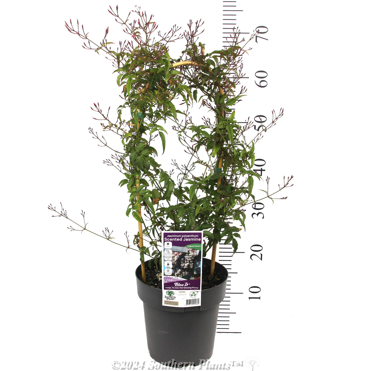 Flowering Pink Jasmine