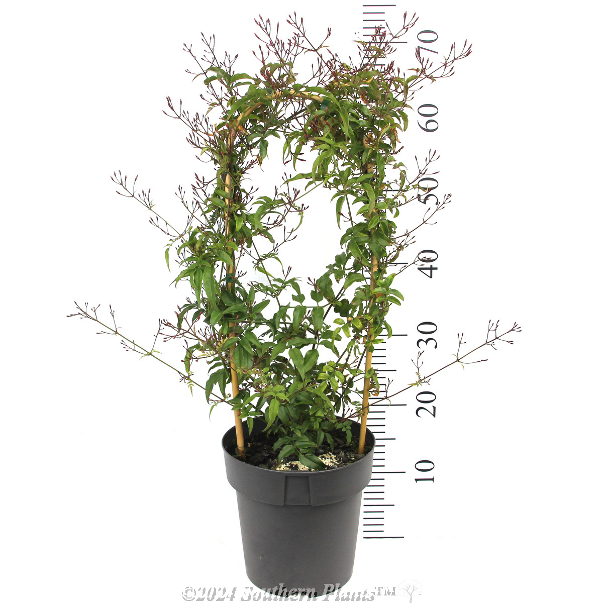 Flowering Pink Jasmine - Reference photo
