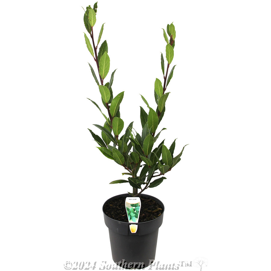 Bay Tree - Plant photo