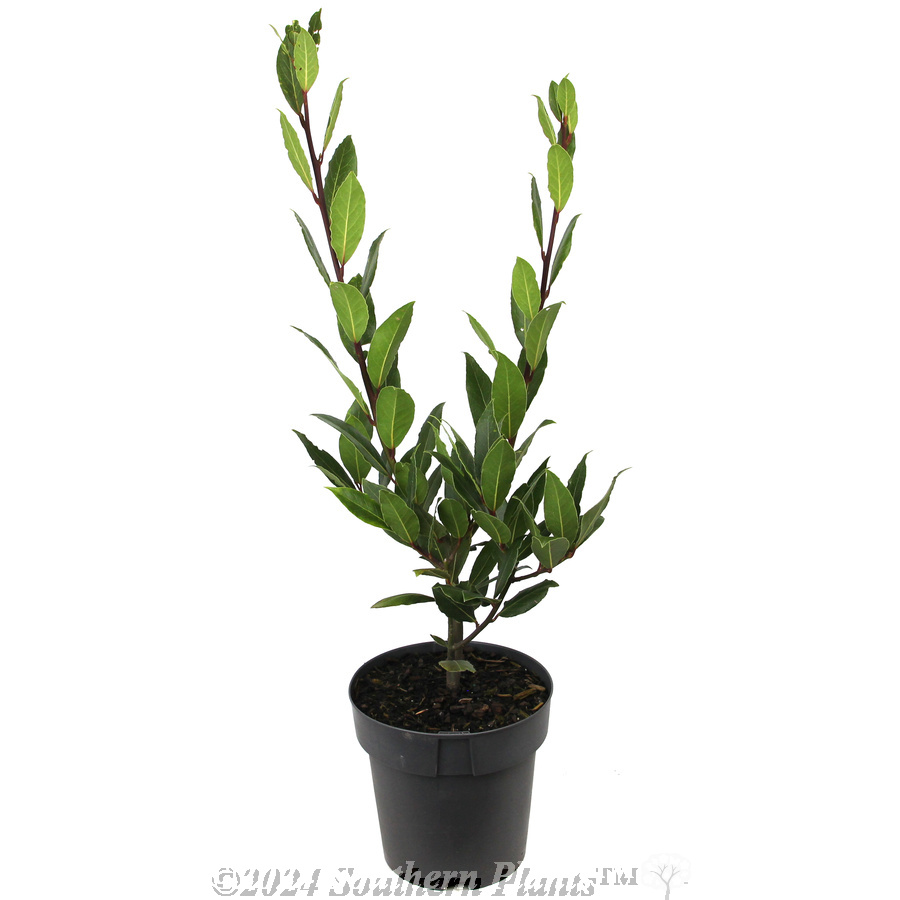Bay Tree - Alternate photo