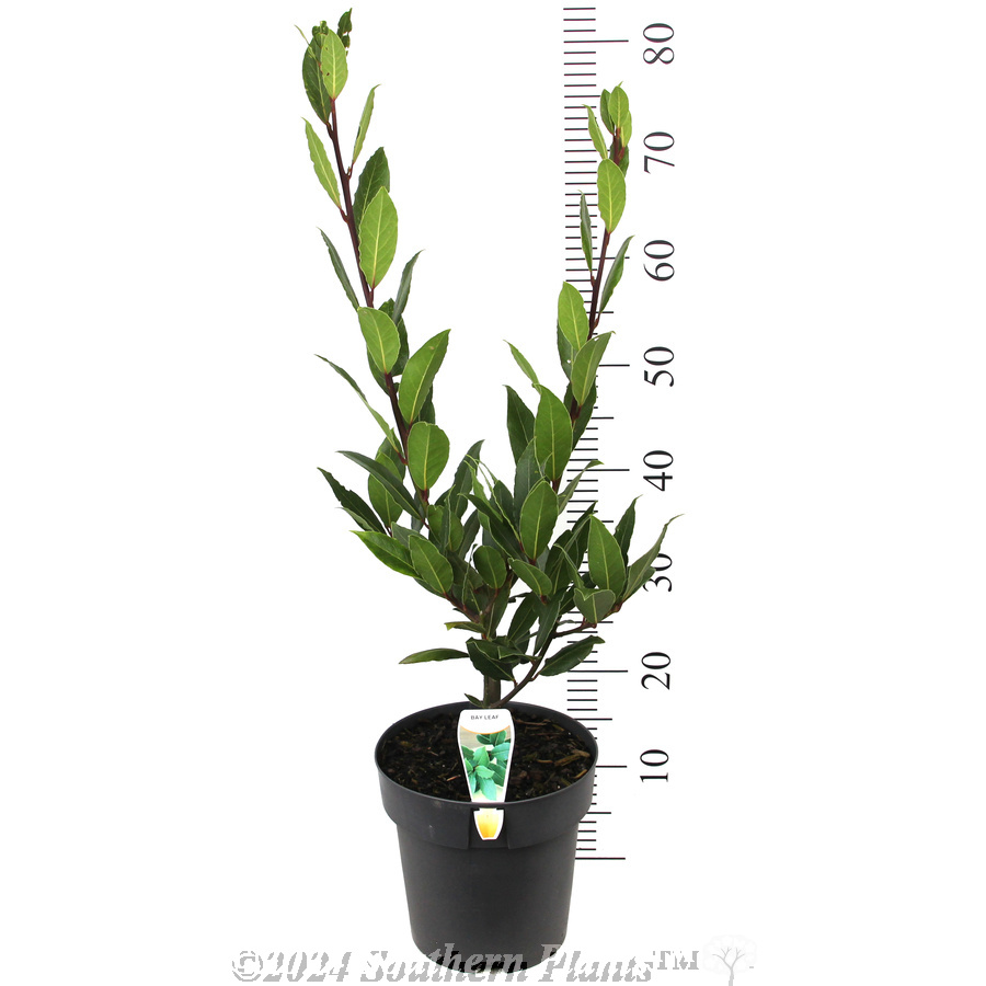 Bay Tree