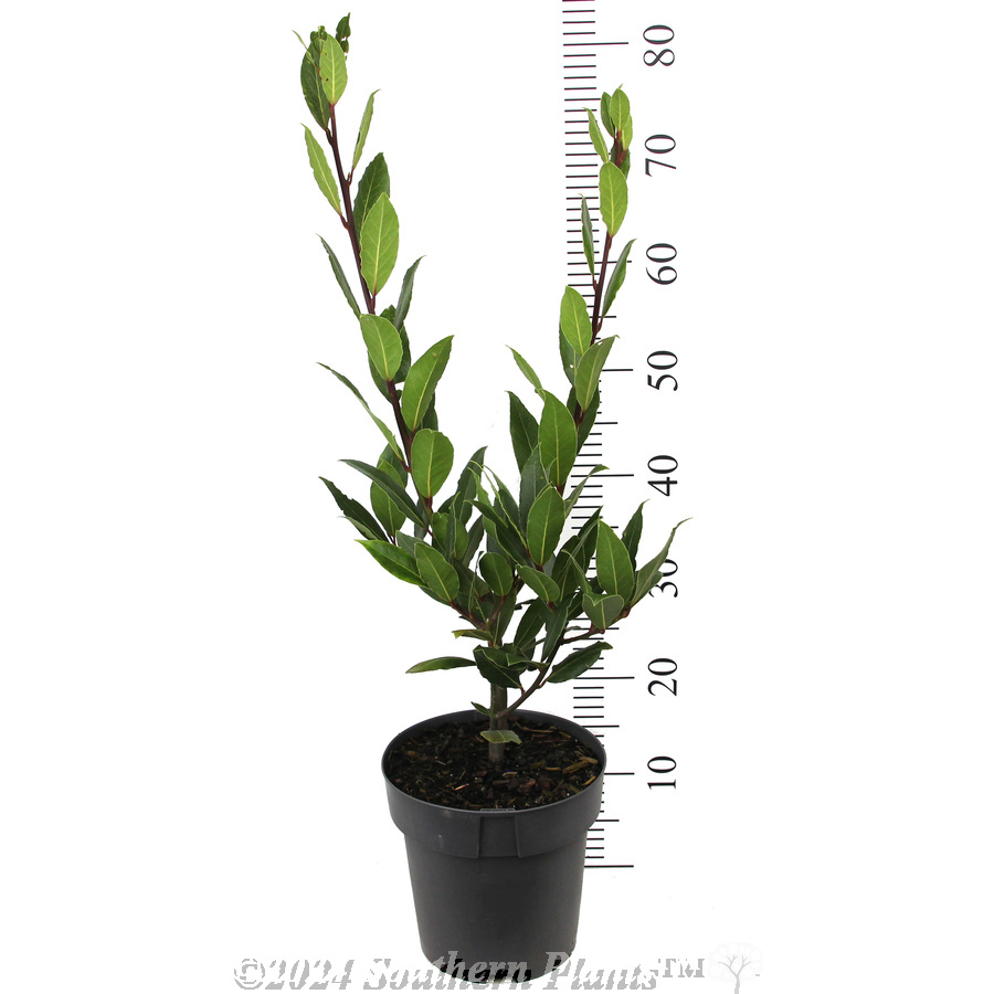 Bay Tree - Reference photo