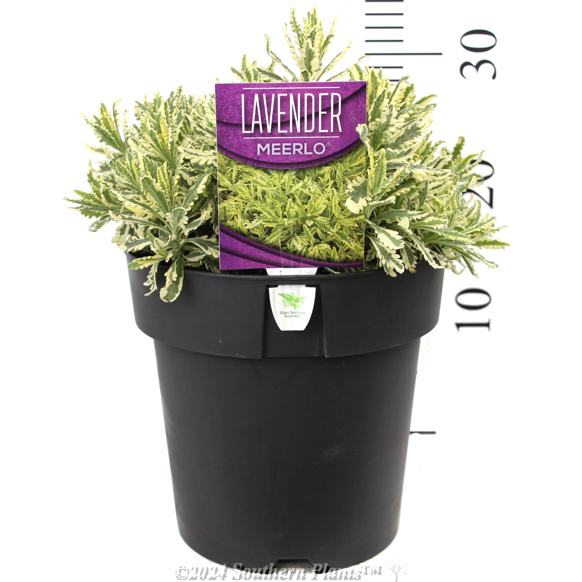 Lavender Meerlo - Product photo