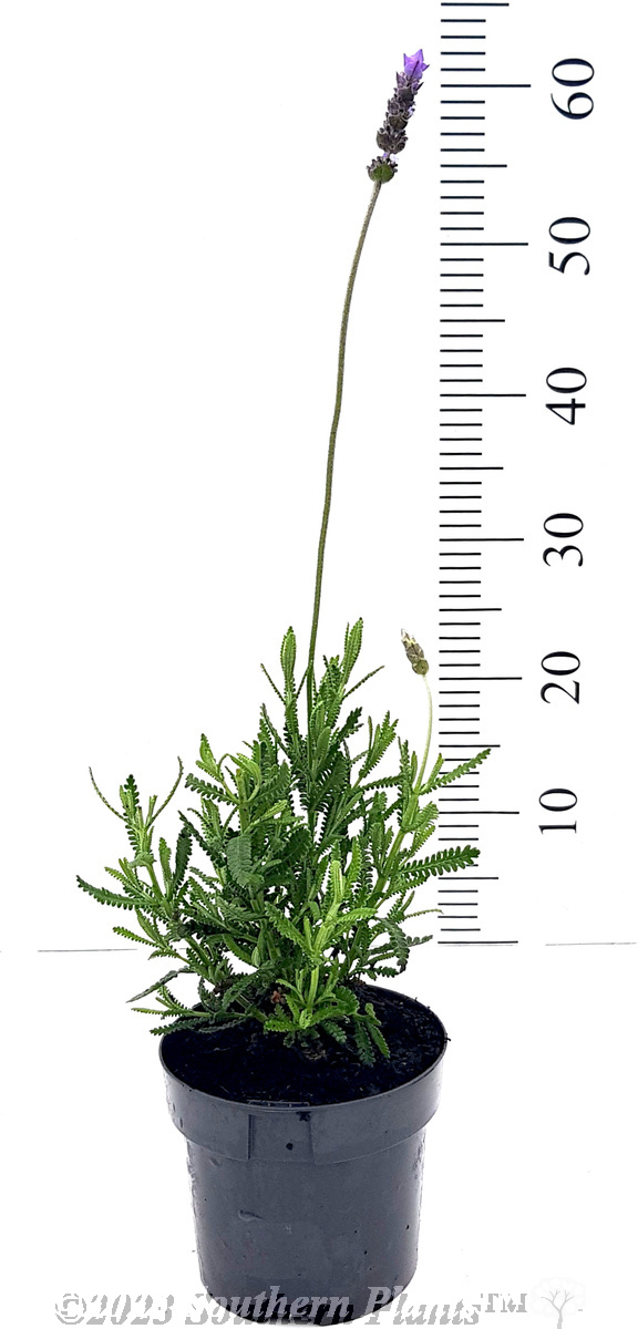 French lavender - Alt