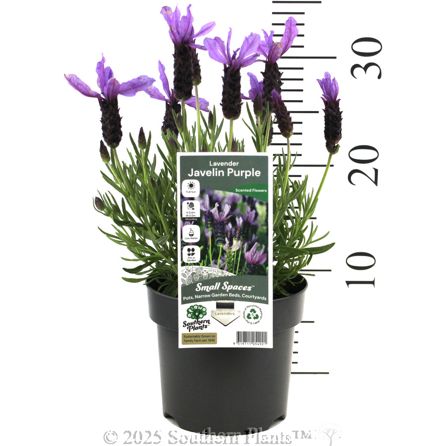Lavender Javelin Forte Deep Purple - Product photo