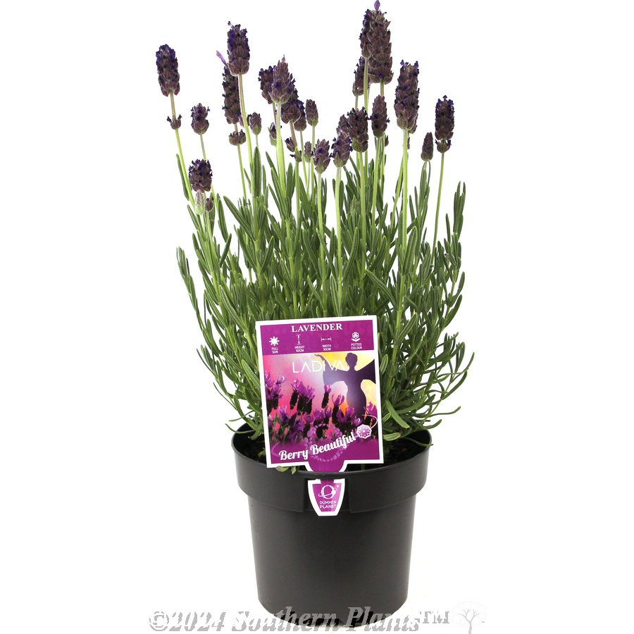 Lavender La Diva Berry Beautiful - Plant photo