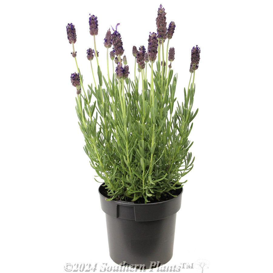 Lavender La Diva Berry Beautiful - Alternate photo