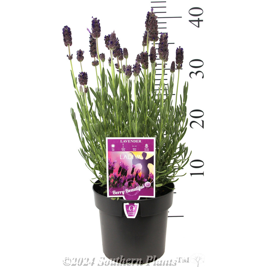Lavender La Diva Berry Beautiful - Product photo