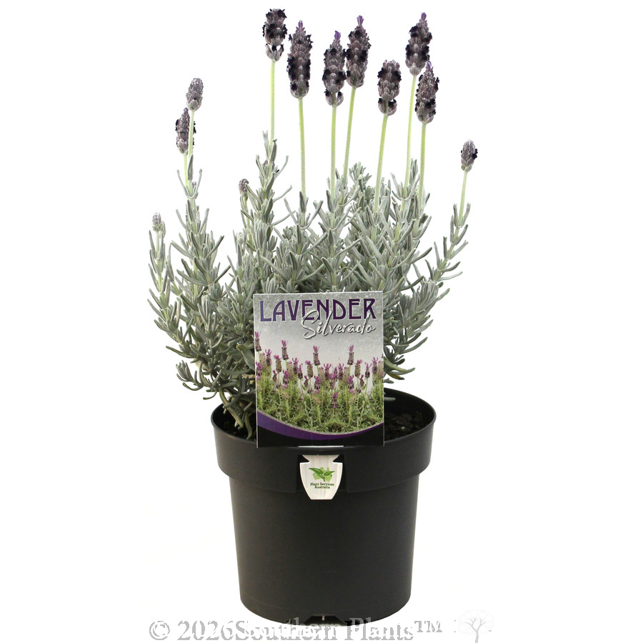 Lavender Silverado - Plant photo