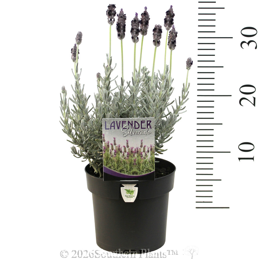 Lavender Silverado - Product photo
