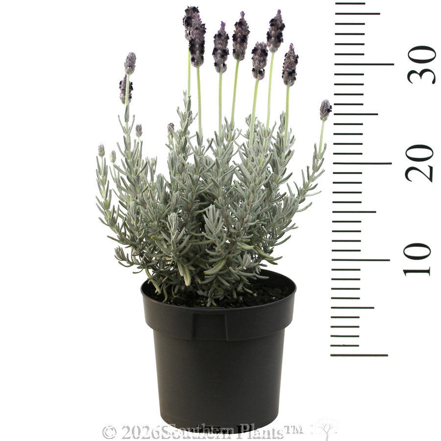 Lavender Silverado - Reference photo