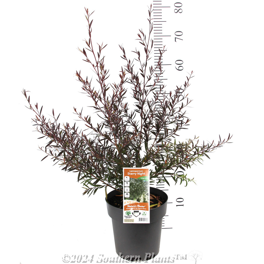 Leptospermum Starry Night
