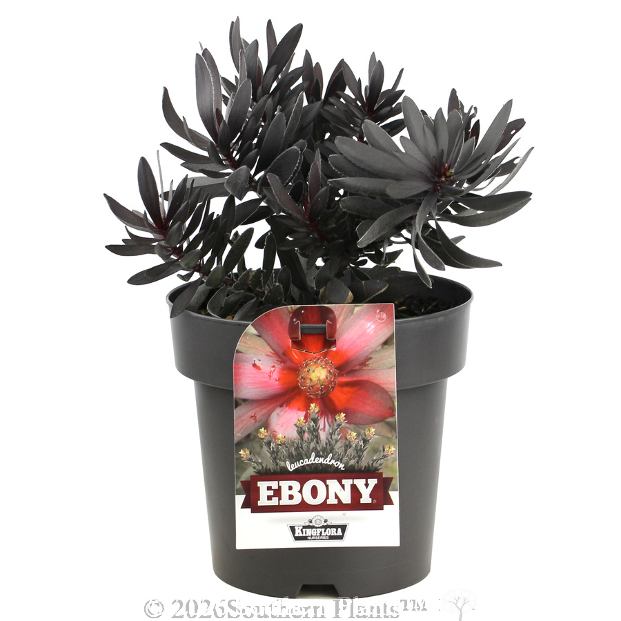 Leucadendron Ebony
