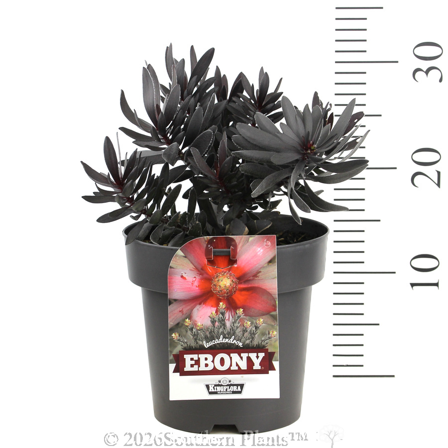 Leucadendron Ebony
