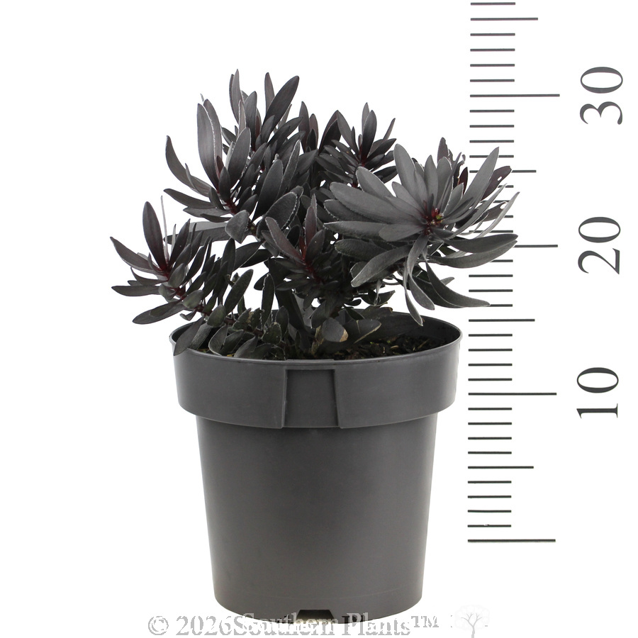 Leucadendron Ebony - Reference photo