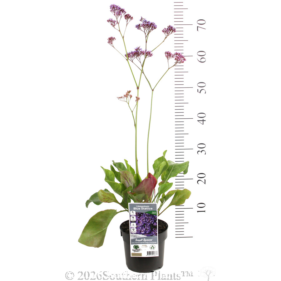 Blue Statice - Product photo