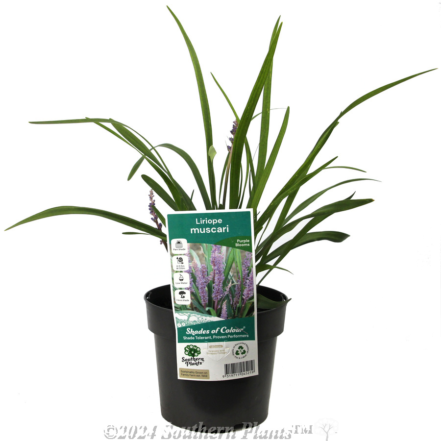Big Blue Lilyturf - Plant photo