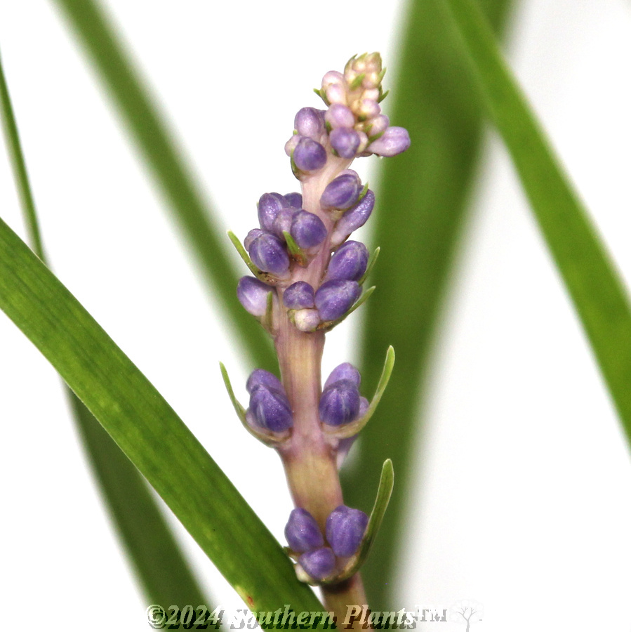 Big Blue Lilyturf