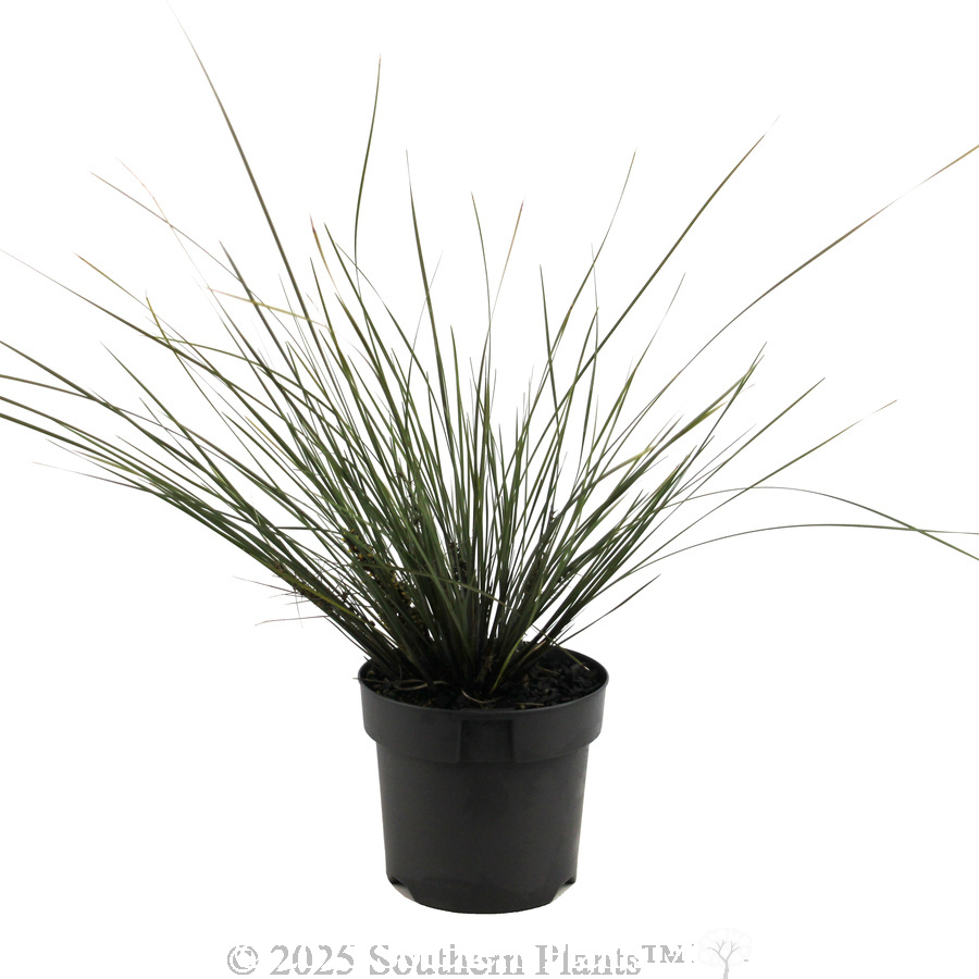 Bloomin' Bloo® Lomandra - Alternate photo